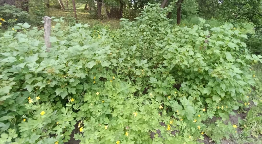 Смородина чёрная (Ribes nigrum)