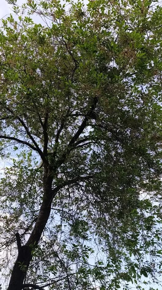 Старая вишня в моём саду