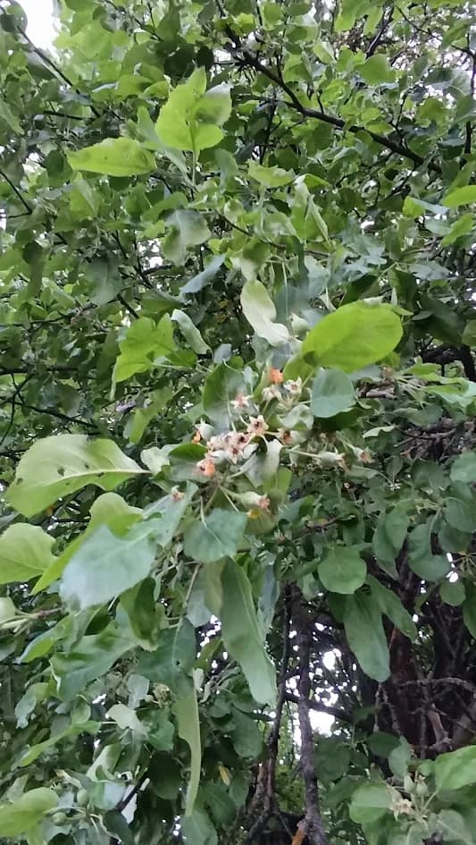 Еще одна старая яблоня в саду