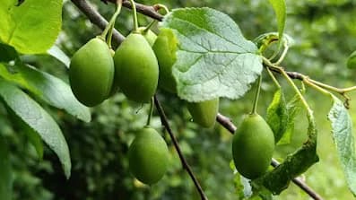 Слива домашняя (Prunus domestica)