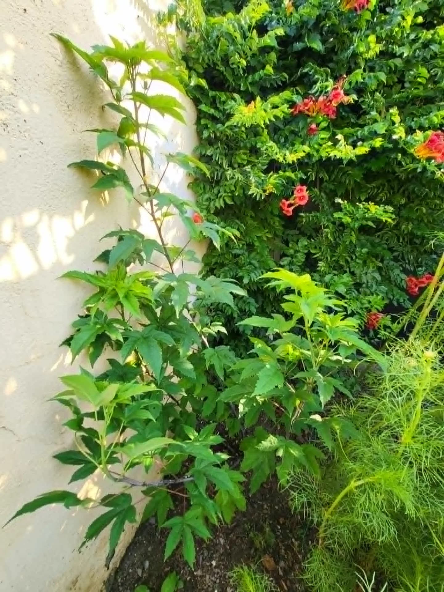 Маленькая летняя сцена моего сада