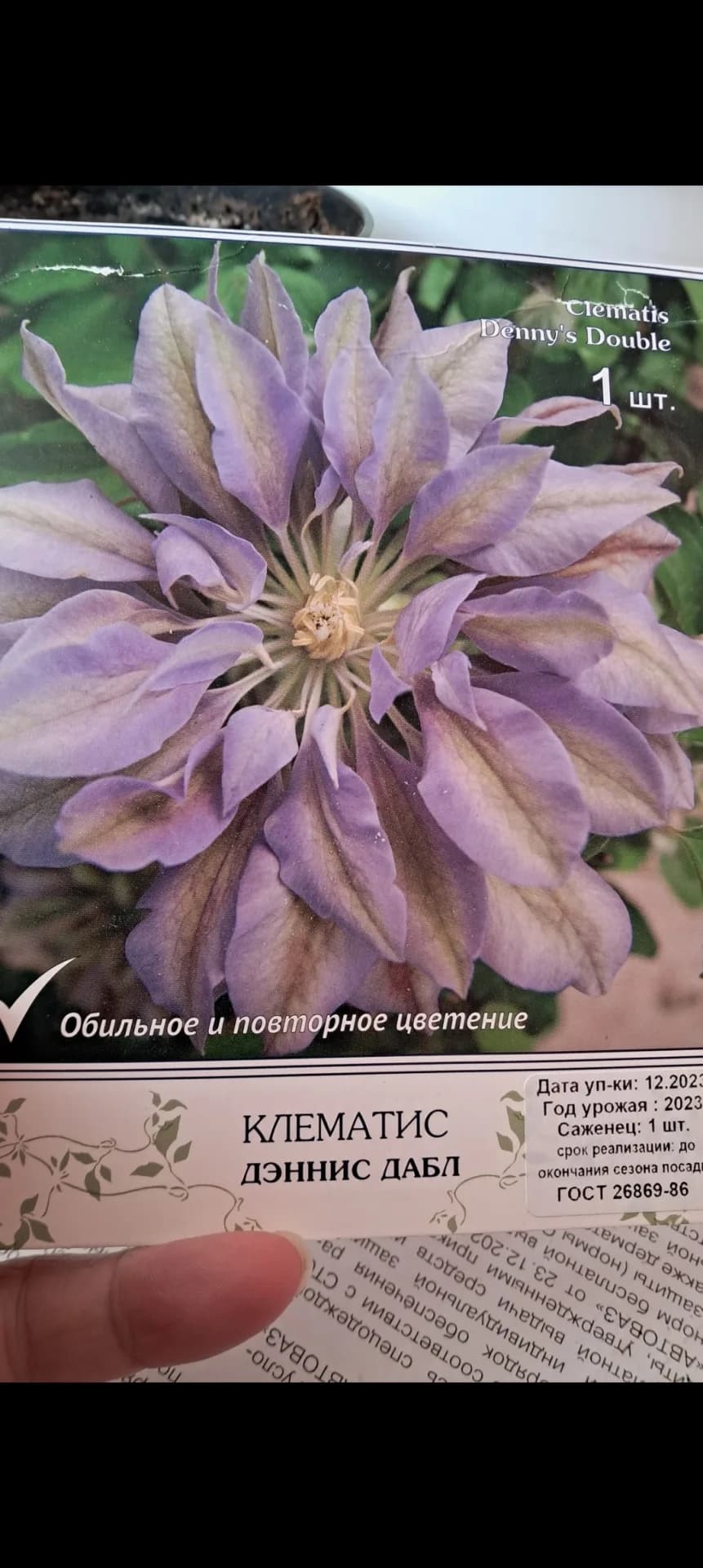 Мой новый клематис снова посажу на передержку.