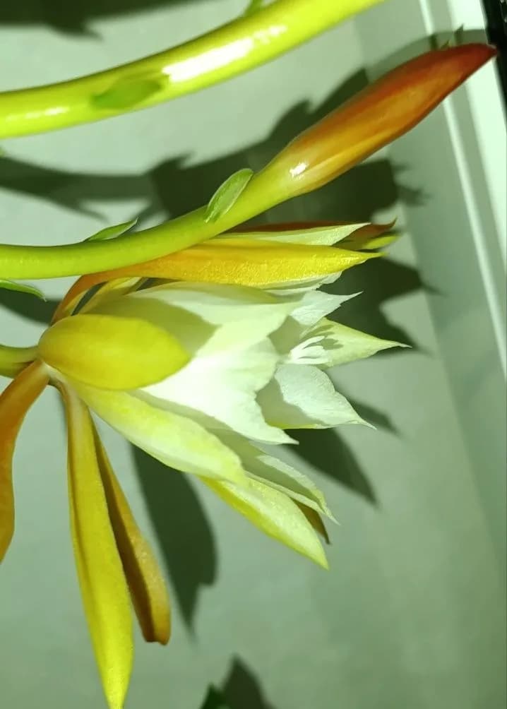 Зацвел мой дизокактус уловатый! Первый цветок
