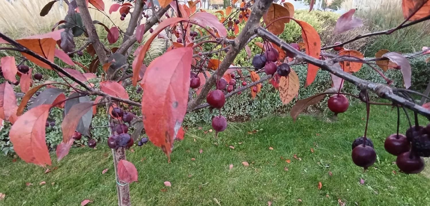 Райские яблочки, которые оказались не очень райскими