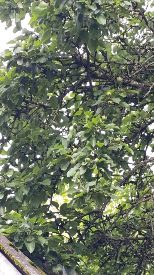 Груша обыкновенная (Pyrus communis)