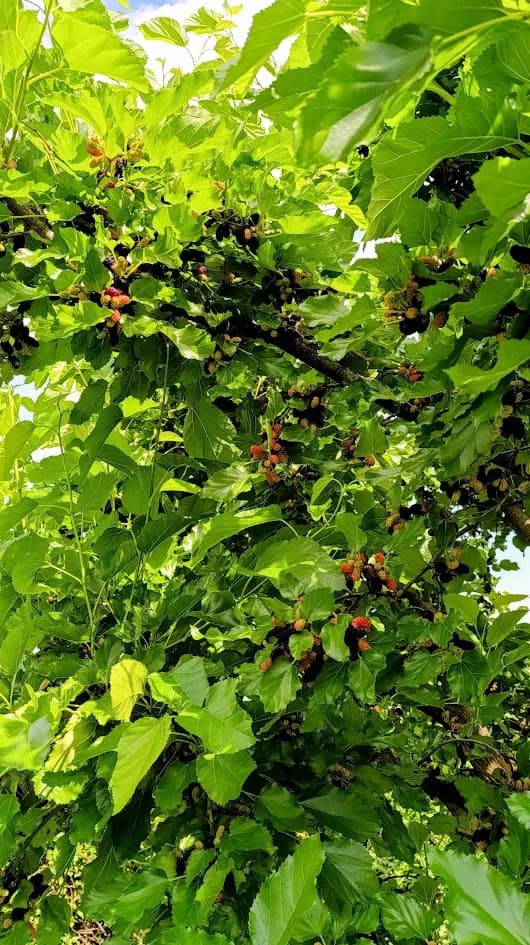 Сезон шелковицы в разгаре