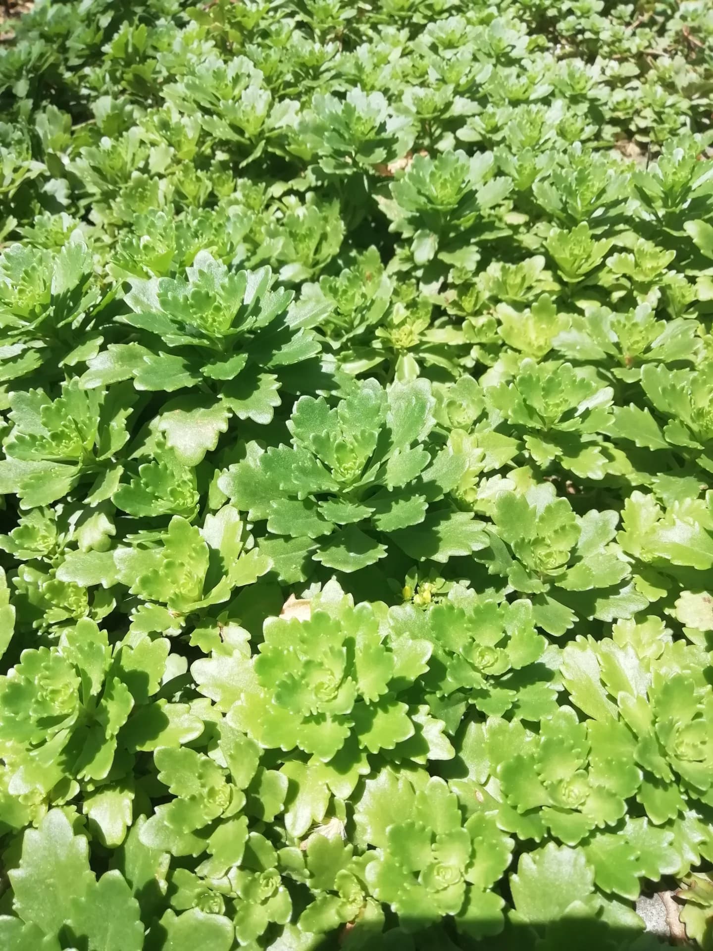 Зелёный ковёр из очитка камчатского.
