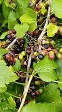 Смородина чёрная (Ribes nigrum)