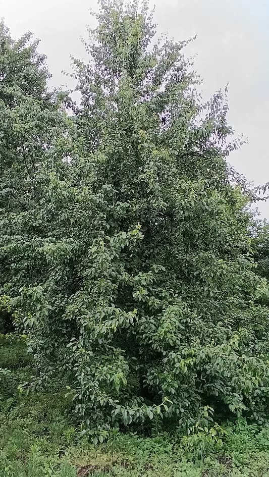 Груша обыкновенная (Pyrus communis)