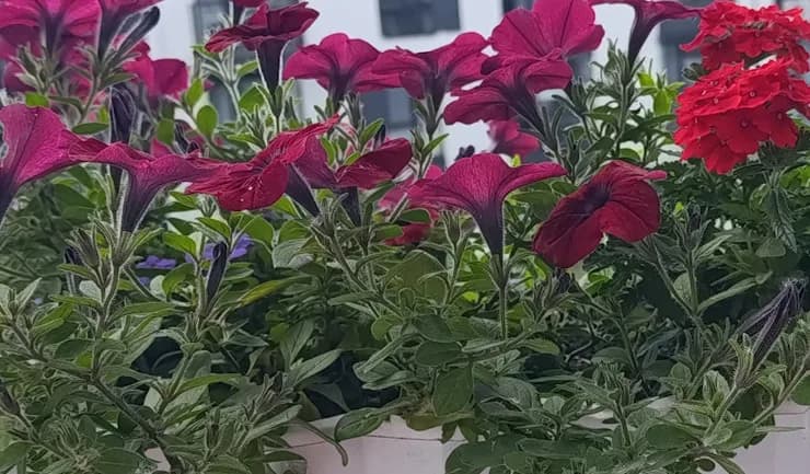 Мои балконные цветы