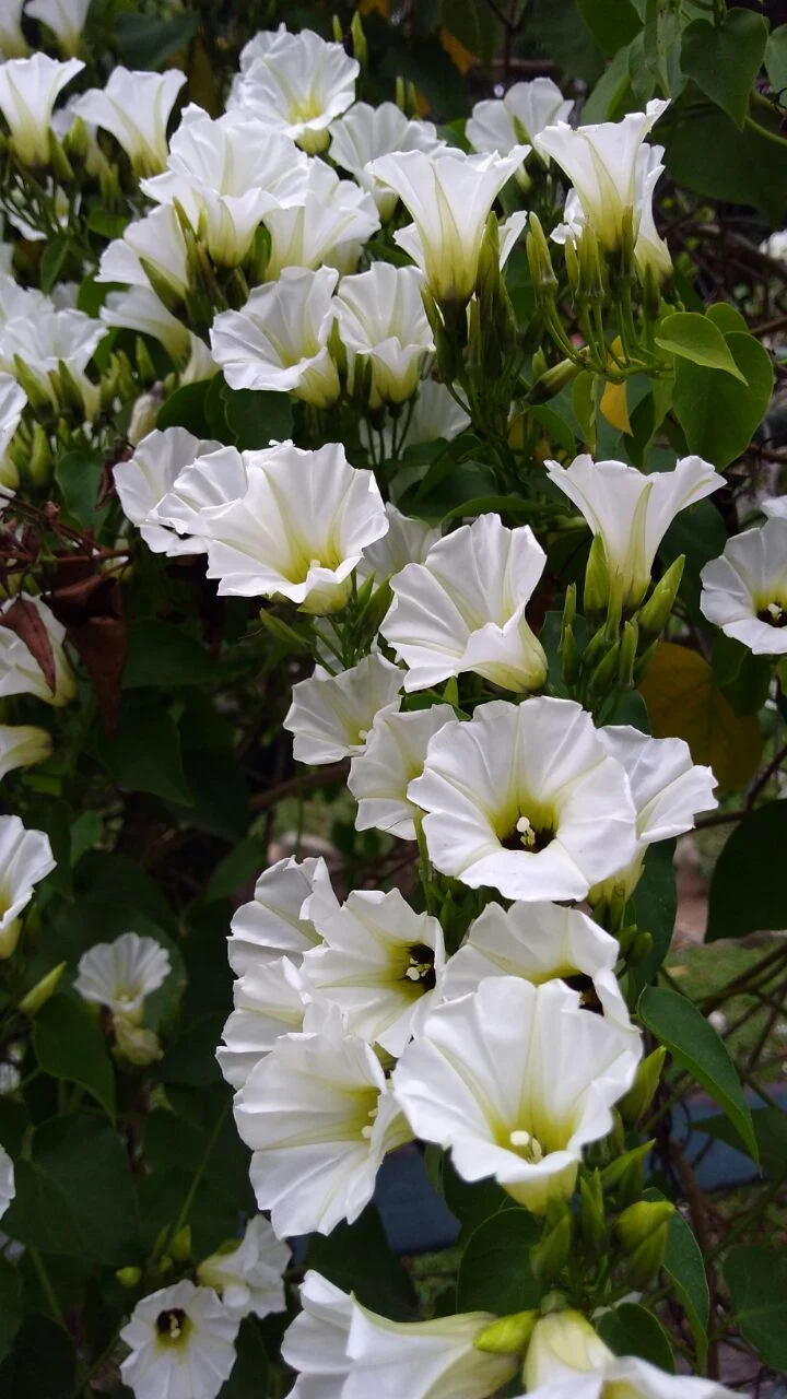 WhatsApp-Image-2017-06-27-at-09.01.00-1.jpeg