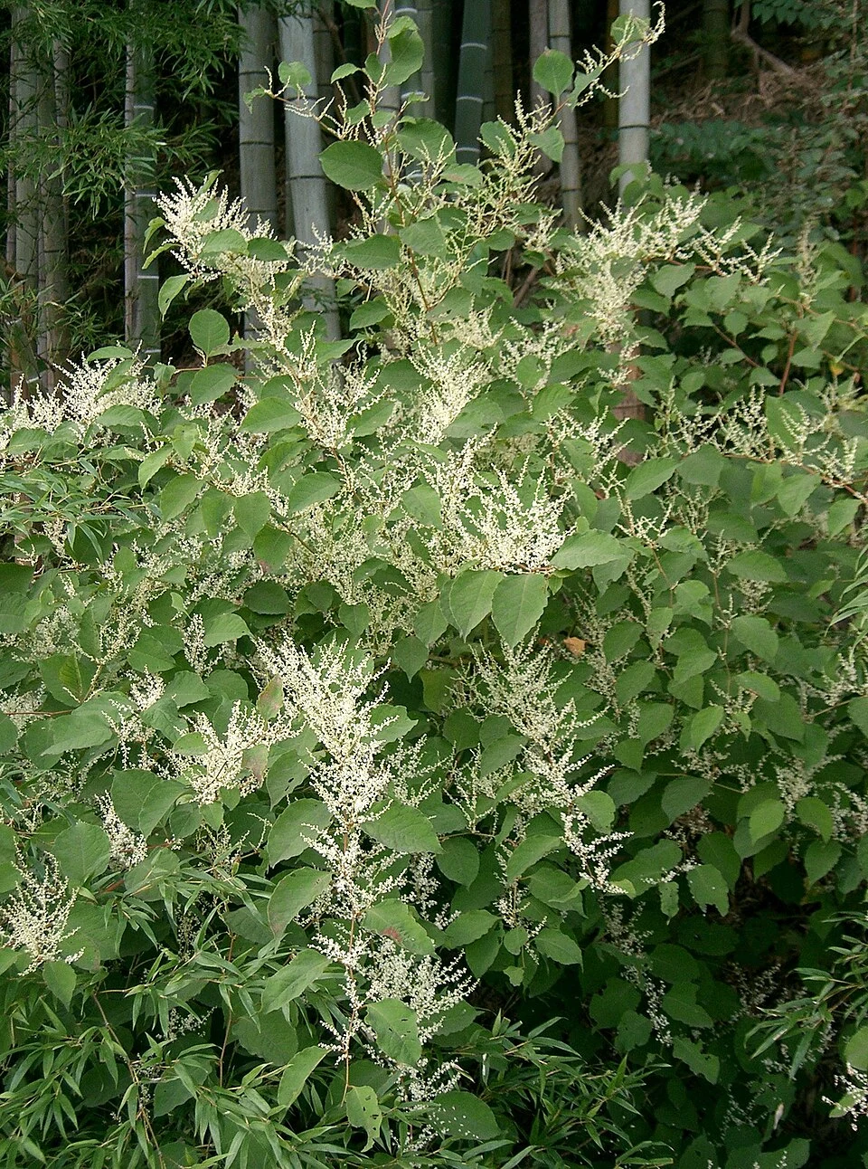 Reynoutria_japonica3.jpg
