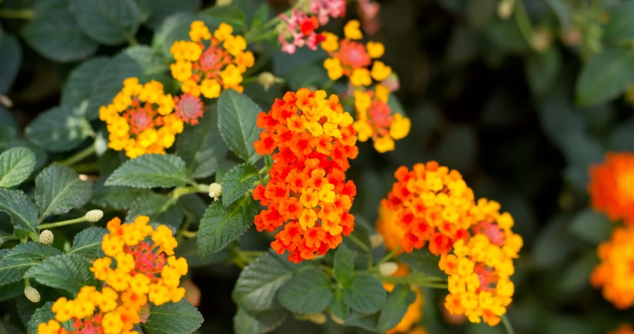Lantana-zaminiuie-pelarhonii-y-behonii-i-kvitne-do-zamorozkiv.jpg